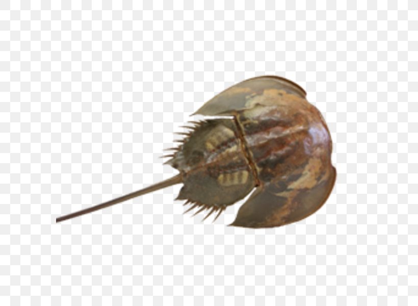 Horseshoe Crab Taxidermy Invertebrate, PNG, 600x600px, Crab, Anatomy, Animal, Arthropod, Craft Download Free