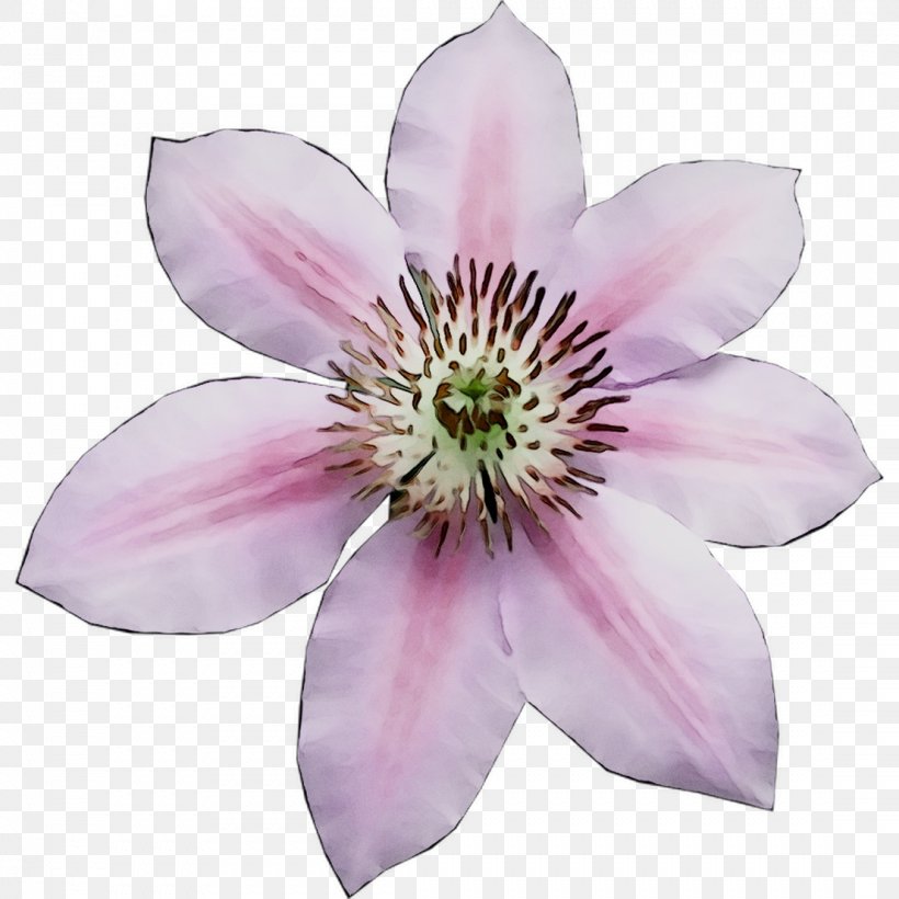 Leather Flower, PNG, 1107x1107px, Leather Flower, Clematis, Flower, Flowering Plant, Petal Download Free