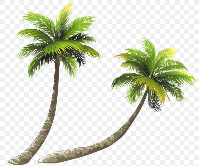 Arecaceae Coconut Royalty-free Illustration, PNG, 800x685px, Arecaceae, Arecales, Asian Palmyra Palm, Coconut, Drawing Download Free