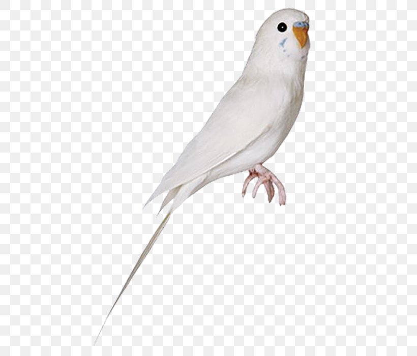 Lovebird Parrot Cockatiel, PNG, 700x700px, Bird, Beak, Canary, Cockatiel, Columba Download Free