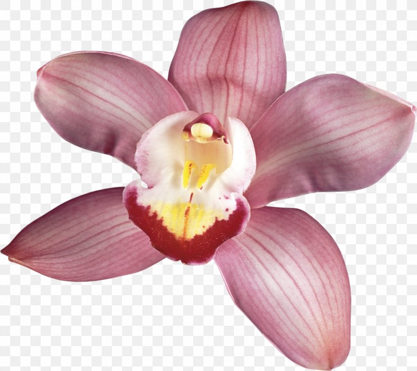Moth Orchids Flower Photography Cattleya Orchids, PNG, 1328x1181px, Orchids, Cattleya, Cattleya Orchids, Flower, Flowering Plant Download Free