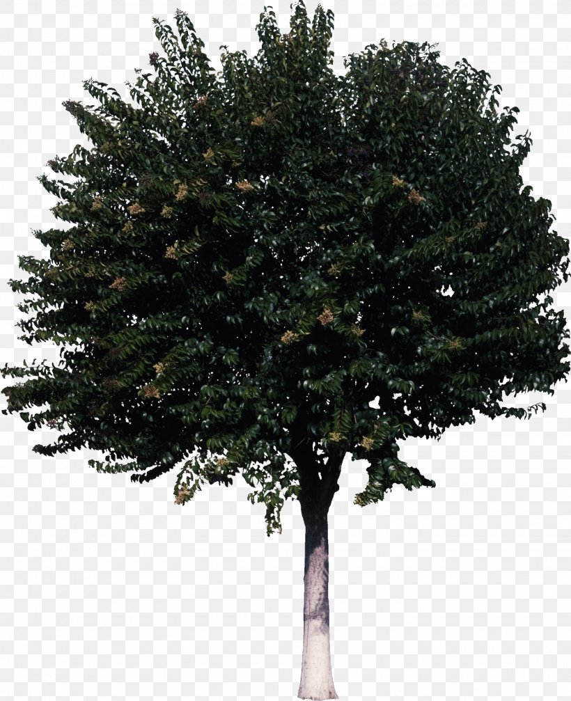 Tree Shrub, PNG, 1540x1892px, Tree, Ash, Branch, Conifer, Evergreen Download Free