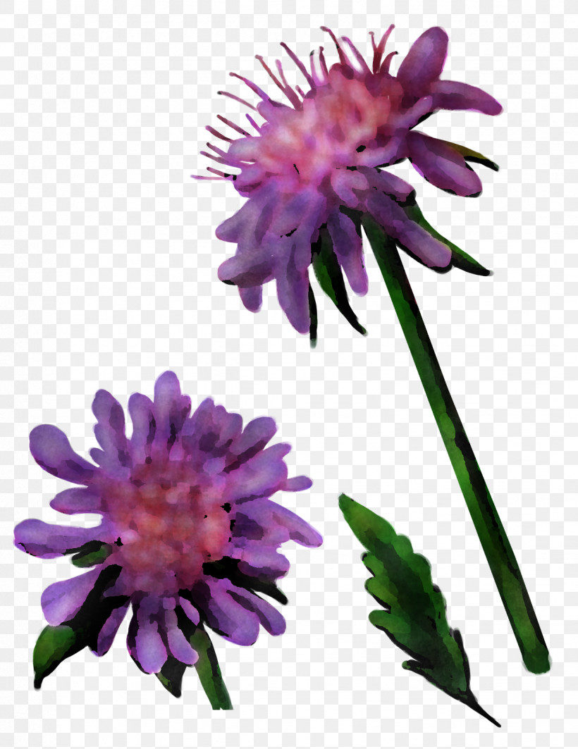 Aster Herbaceous Plant Cut Flowers Dahlia Silybum, PNG, 1234x1600px, Aster, Biology, Cut Flowers, Dahlia, Flower Download Free