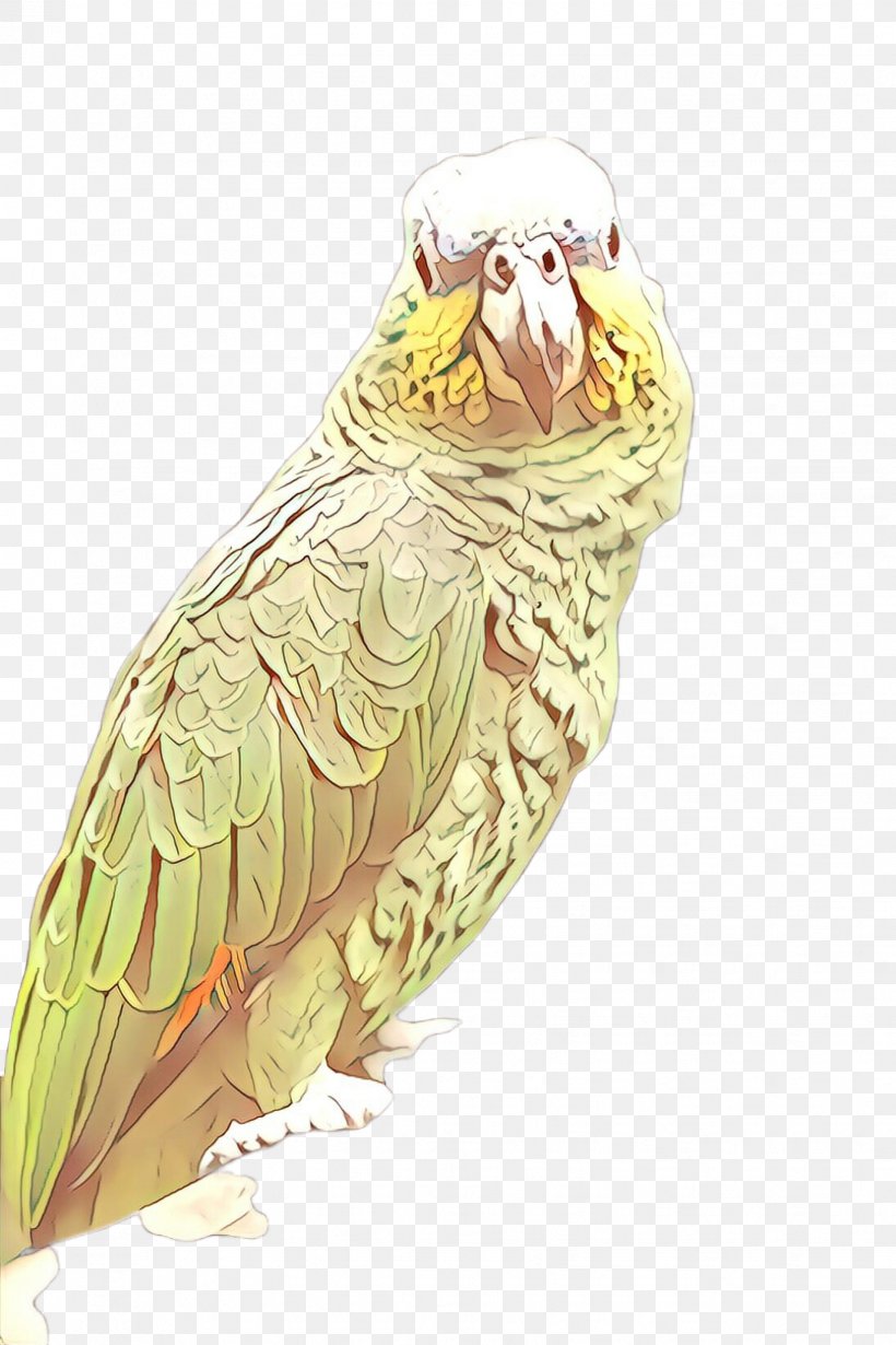 Bird Parrot, PNG, 1632x2448px, Cartoon, Beak, Bird, Budgie, Cockatiel Download Free