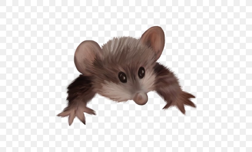 Common Opossum Virginia Opossum Home Page Clip Art, PNG, 700x496px, Common Opossum, Animal, Computer Mouse, Dormouse, Fauna Download Free