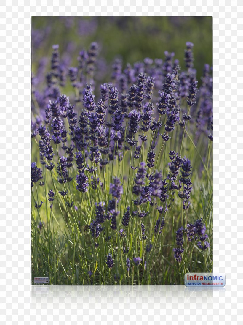 English Lavender Infrared Heater French Lavender Berogailu, PNG, 1508x2012px, English Lavender, Awning, Berogailu, Bild, Bluebonnet Download Free