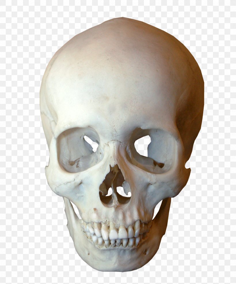 Human Skull Symbolism Human Skeleton Jaw, PNG, 1249x1500px, Skull, Bone, Head, Human Skeleton, Human Skull Symbolism Download Free