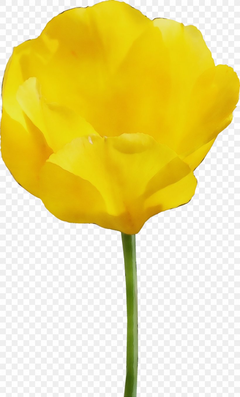 Yellow Flower Petal Plant Tulip, PNG, 900x1487px, Watercolor, Cut Flowers, Flower, Flowering Plant, Paint Download Free