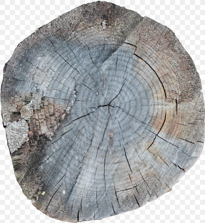 7 January /m/083vt Wood Stock Photography, PNG, 856x933px, 6 January, 7 January, Deviantart, Leaf, Ring Download Free