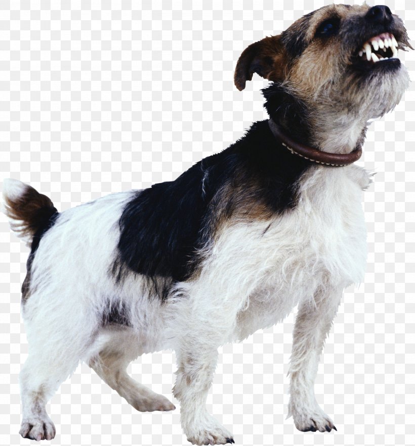 Dog Training Dog Aggression Dog Bite Detection Dog, PNG, 2723x2935px, Dog, Aggression, Bark, Biting, Canidae Download Free