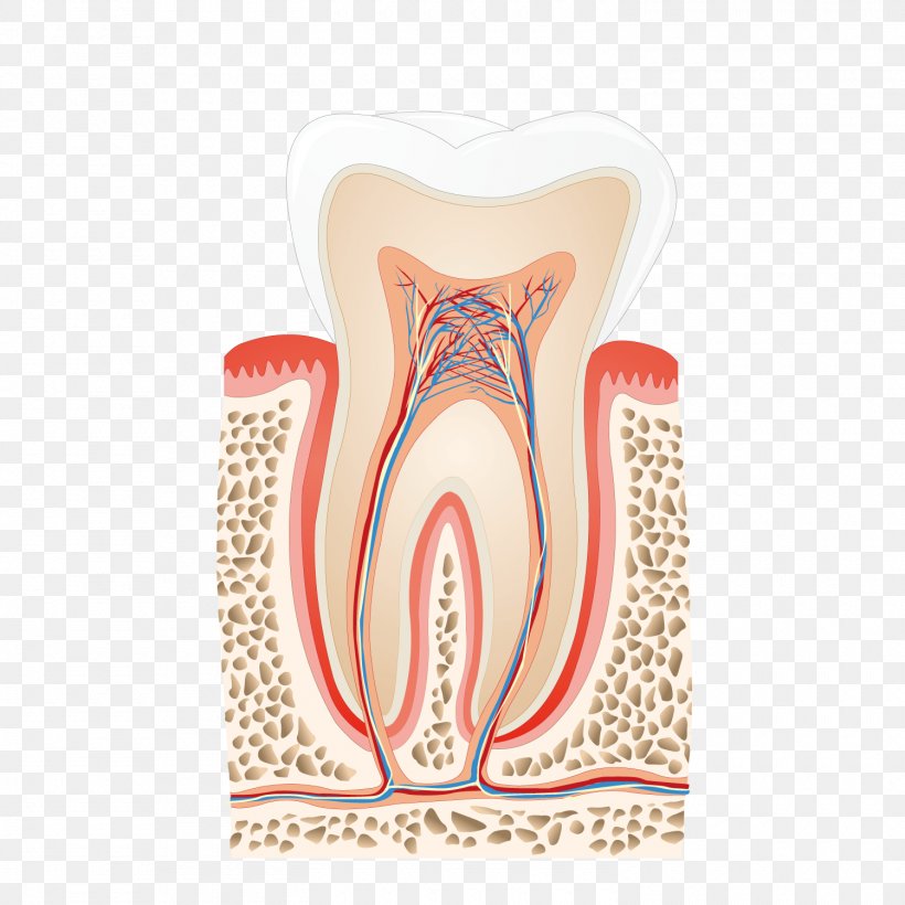 Human Tooth Nerve Pulp Dentist Root Canal, PNG, 1500x1500px, Watercolor, Cartoon, Flower, Frame, Heart Download Free