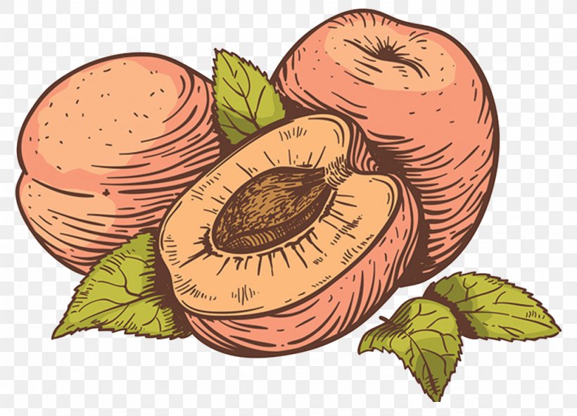 Peach Drawing Illustration, PNG, 1024x739px, Peach, Apple, Cantaloupe, Commodity, Drawing Download Free