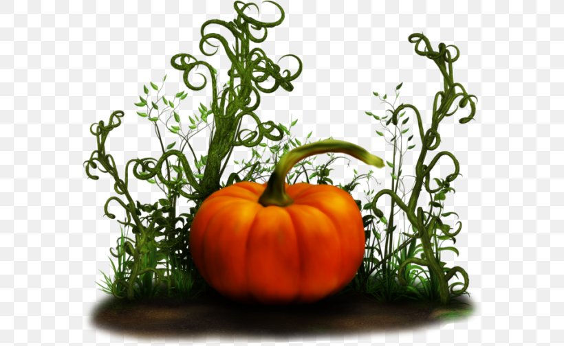 Pumpkin Gourd Winter Squash, PNG, 584x504px, Pumpkin, Cucumber Gourd And Melon Family, Cucurbita, Designer, Food Download Free