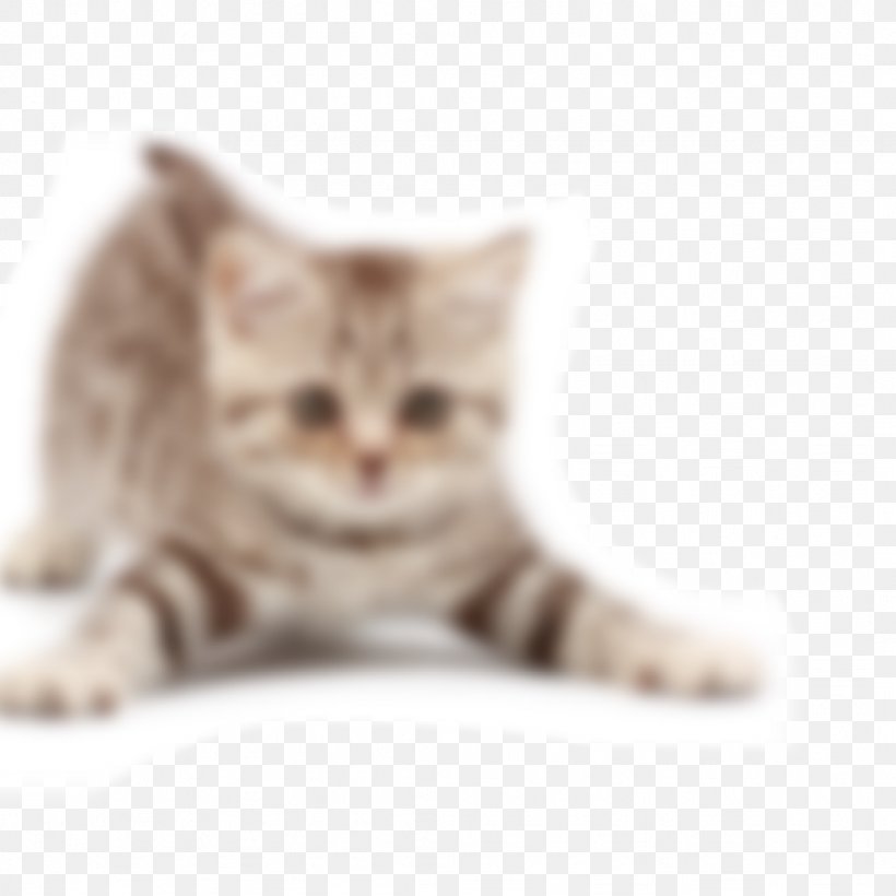 The Joy Of Cats Kitten Dog Neutering, PNG, 1024x1024px, Cat, American Shorthair, American Wirehair, Animal, Animal Welfare Download Free