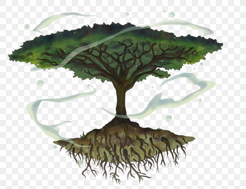 Tree Wattles Vachellia Tortilis Shrub Drawing, PNG, 1019x784px, Tree, Drawing, Hitman, Leaf, Organism Download Free