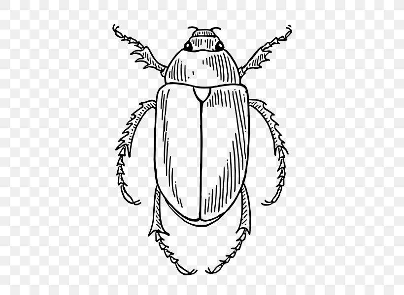 Beetle Coloring Book Drawing Clip Art, PNG, 580x600px, Beetle, Artwork, Black And White, Child, Color Download Free