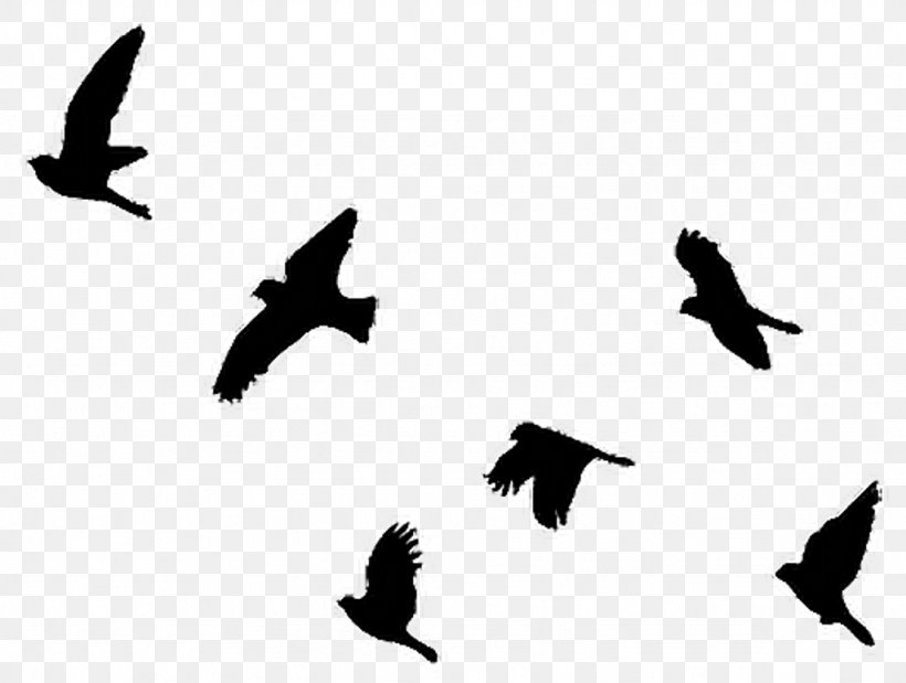 Bird Flight Clip Art Pigeons And Doves Image, PNG, 1024x773px, Bird, Animal Migration, Beak, Bird Migration, Blackandwhite Download Free