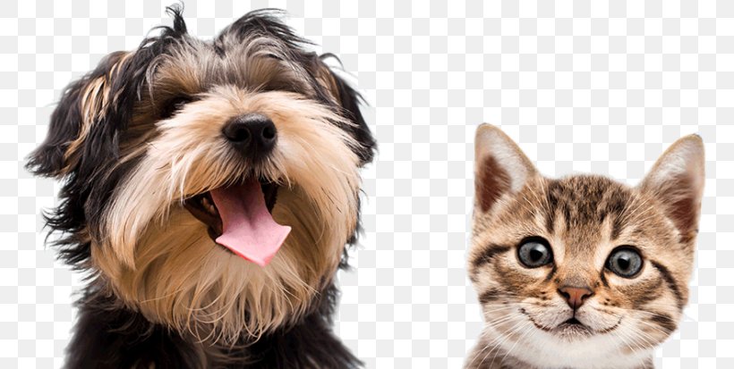 Cat Pet Insurance Veterinarian Bull Terrier, PNG, 768x413px, Cat, Bull Terrier, Carnivoran, Cat Like Mammal, Companion Dog Download Free