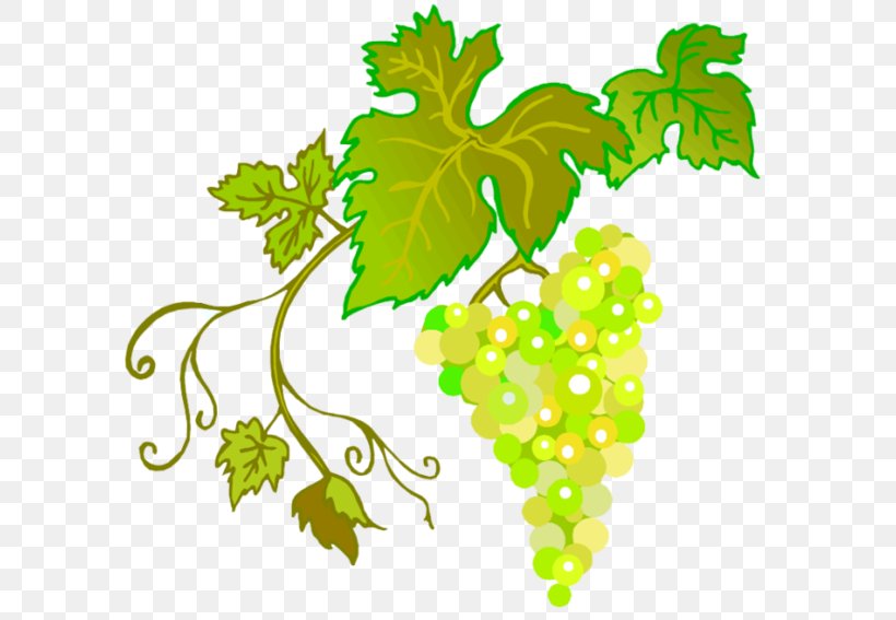 Common Grape Vine Wine, PNG, 600x567px, Grape, Branch, Common Grape Vine, Digital Image, Flowering Plant Download Free