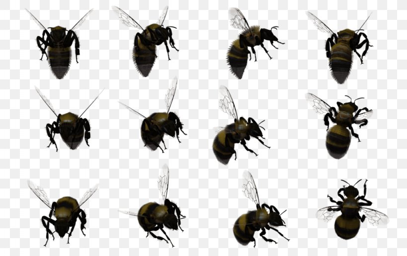 Honey Bee Hornet Bumblebee Swarming, PNG, 1024x645px, Honey Bee, Arthropod, Bee, Beehive, Beetle Download Free