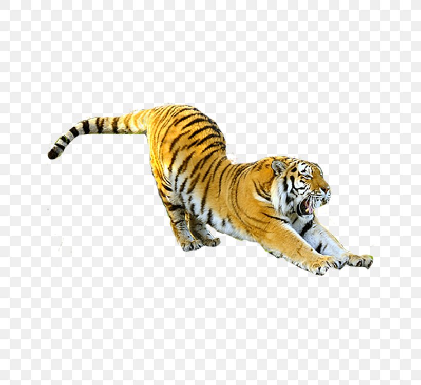 Ningbo Youngor Zoo Felidae Siberian Tiger Cat Chinese Zodiac, PNG, 750x750px, Ningbo Youngor Zoo, Arm, Big Cat, Big Cats, Carnivoran Download Free