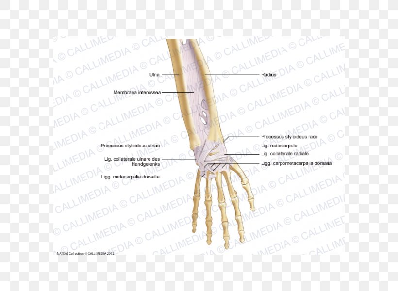 Thumb Bone Forearm Ligament Anatomy, PNG, 600x600px, Watercolor, Cartoon, Flower, Frame, Heart Download Free