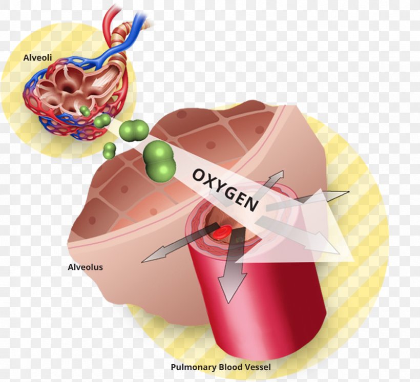 Vasodilation Oxygen Therapy Lung, PNG, 844x768px, Vasodilation, Blood, Breathing, Cellular Respiration, Flavor Download Free