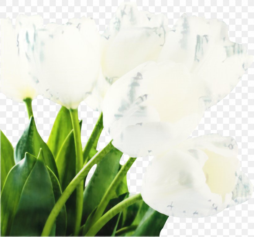 White Lily Flower, PNG, 1278x1194px, Tulip, Artificial Flower, Arum Family, Cut Flowers, Flower Download Free