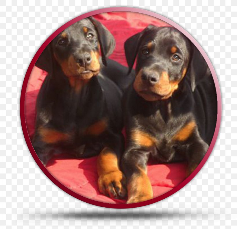 Dobermann Black And Tan Coonhound Rottweiler Austrian Black And Tan Hound Polish Hunting Dog, PNG, 1024x990px, Dobermann, Austrian Black And Tan Hound, Black And Tan Coonhound, Breed, Carnivoran Download Free