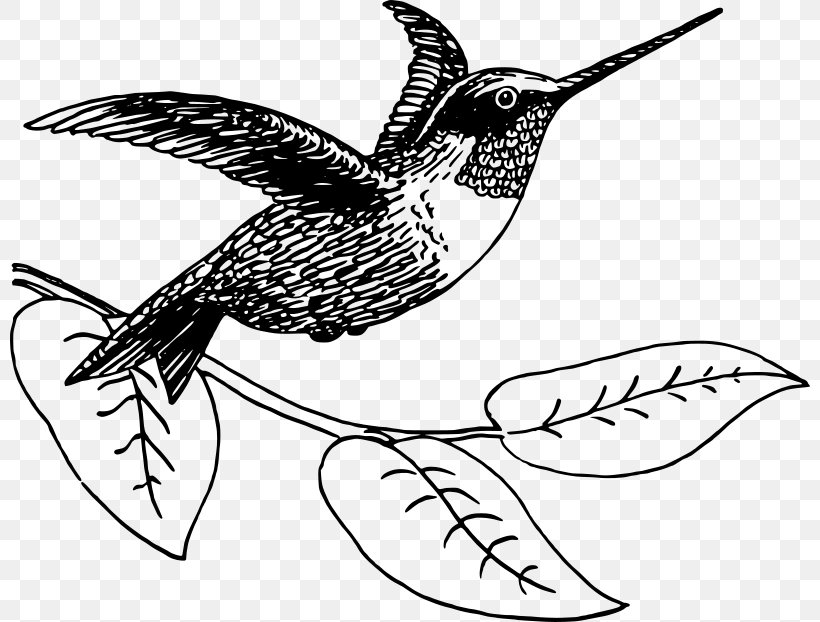 Hummingbird Drawing Clip Art, PNG, 800x622px, Hummingbird, Animal, Art, Artwork, Beak Download Free