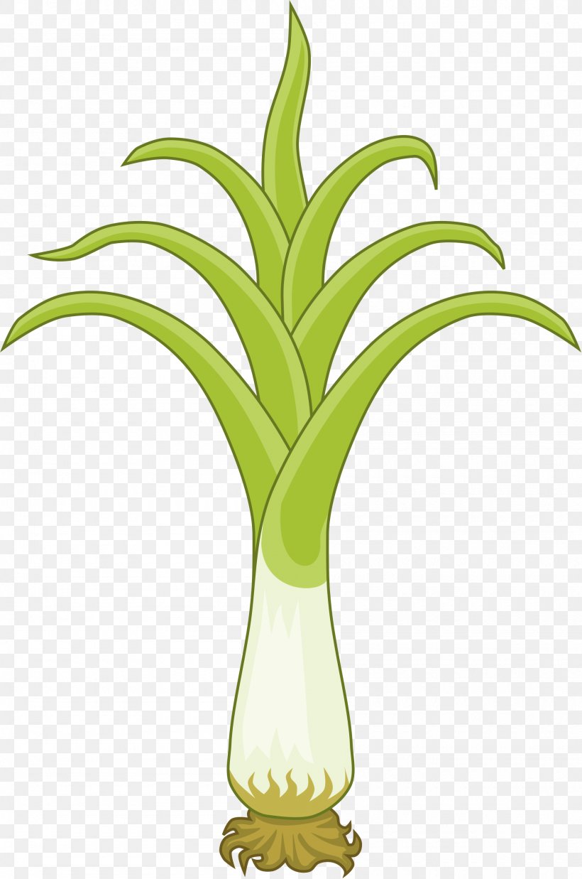 National Symbols Of Wales Leek Soup Welsh Dragon, PNG, 2000x3019px, Wales, Commodity, Flag Of Wales, Flower, Flowering Plant Download Free