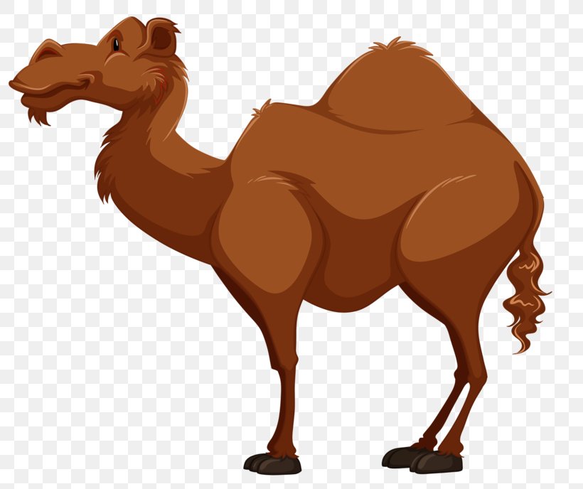 Bactrian Camel Dromedary Royalty-free Clip Art, PNG, 800x688px, Bactrian Camel, Arabian Camel, Camel, Camel Like Mammal, Dromedary Download Free