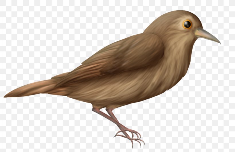 Common Nightingale Clip Art Image Bird, PNG, 1024x665px, Common Nightingale, Art, Artist, Beak, Bird Download Free