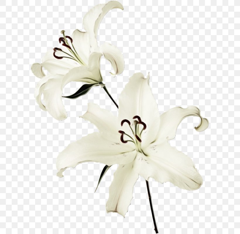 Madonna Lily Cut Flowers White Raster Graphics, PNG, 612x800px, Watercolor, Crinum, Cut Flowers, Flower, Lily Download Free
