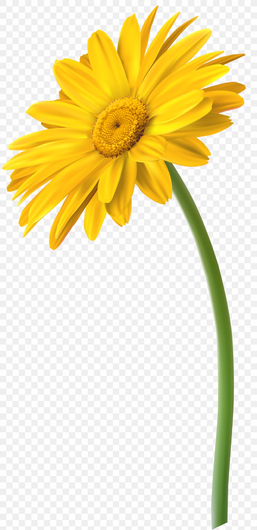 Cut Flowers Yellow Transvaal Daisy Clip Art, PNG, 3875x8000px, Flower
