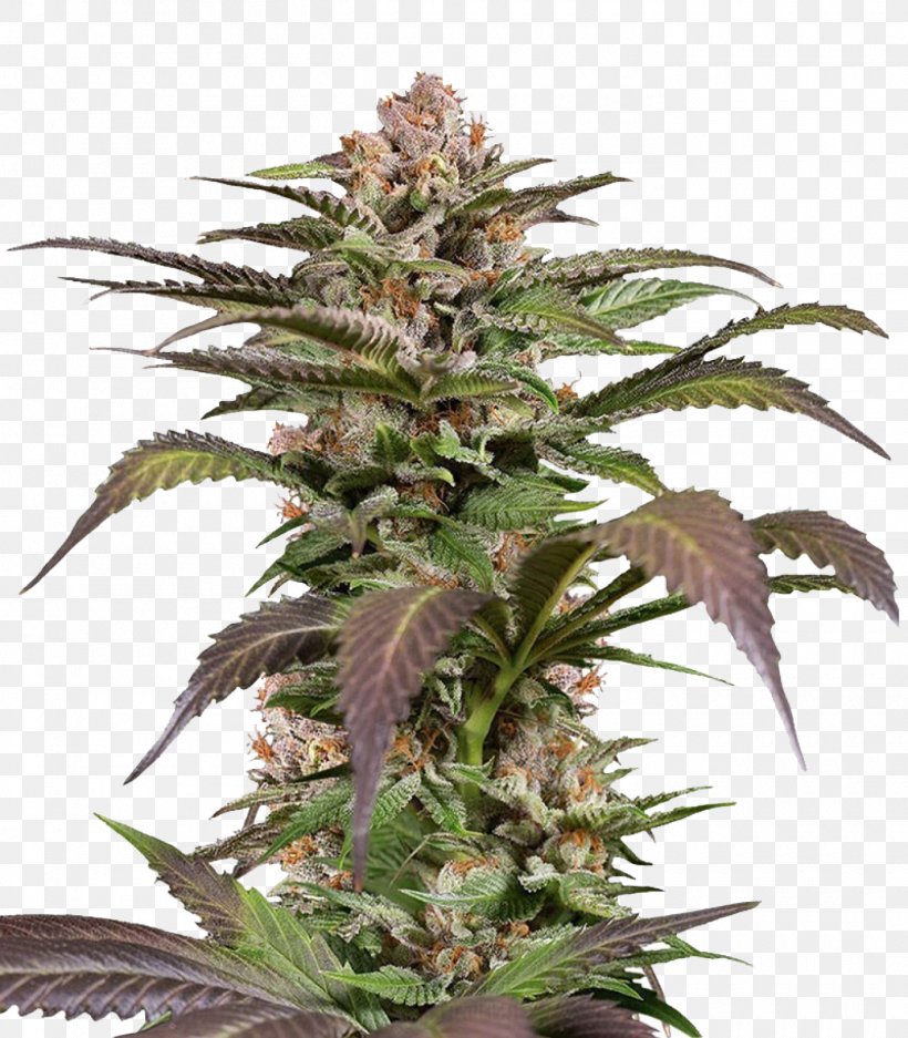 Feminized Cannabis Cannabis Cup Skunk Seed High Times, PNG, 1400x1600px, Feminized Cannabis, Award, Cannabis, Cannabis Cup, Cultivar Download Free