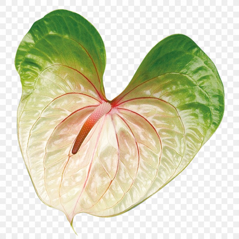 Petal Leaf, PNG, 1000x1000px, Petal, Flower, Leaf, Plant Download Free