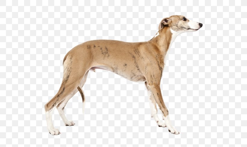 Whippet Saluki Dog Breed The Intelligence Of Dogs Png 567x489px