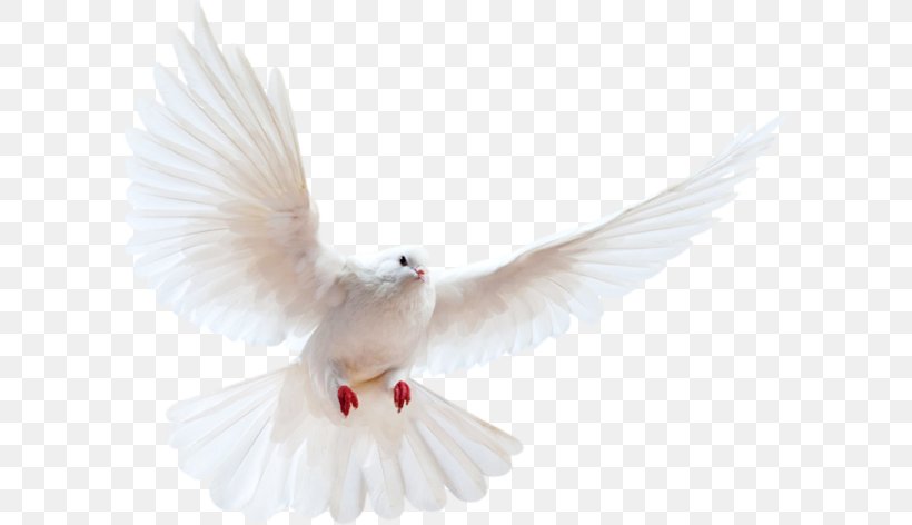 Columbidae Domestic Pigeon Bird Release Dove, PNG, 600x472px, Columbidae, Beak, Bird, Bird Flight, Domestic Pigeon Download Free