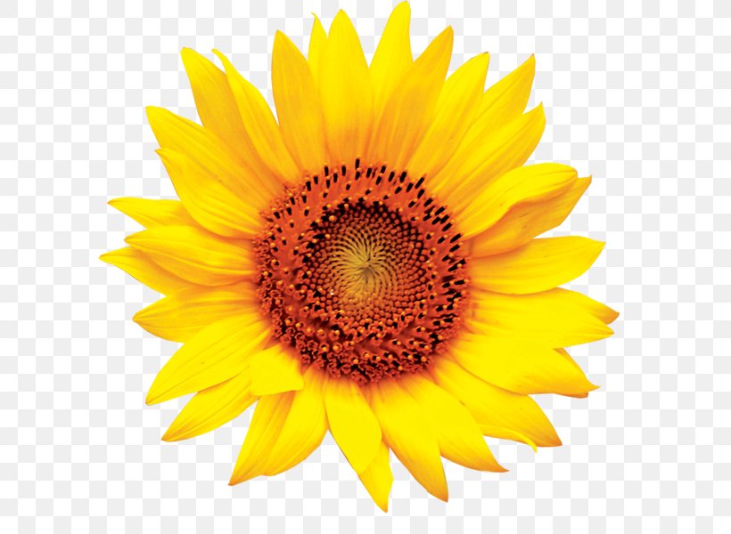 Common Sunflower Clip Art, PNG, 600x600px, Common Sunflower, Daisy Family, Flower, Flowering Plant, Free Content Download Free