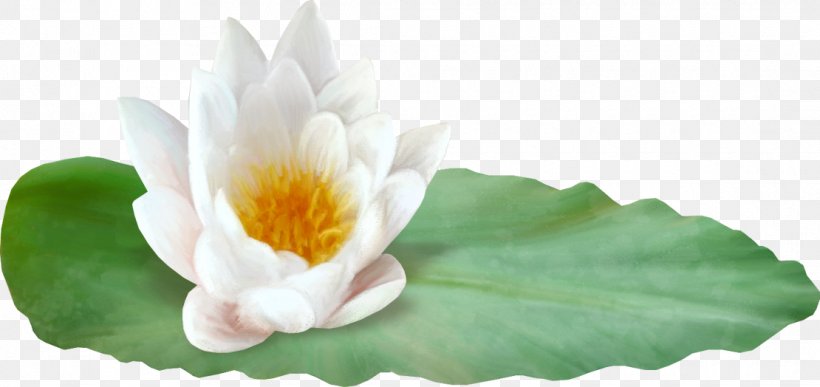 Nelumbo Nucifera Petal Water Lily Lotus Effect, PNG, 1110x524px, Nelumbo Nucifera, Aquatic Plant, Designer, Flower, Flowering Plant Download Free