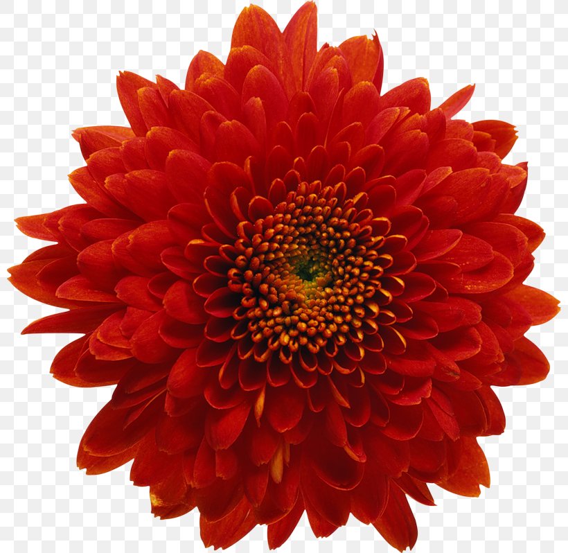Passionate Possession Cut Flowers Rose Chrysanthemum, PNG, 800x798px, Flower, Annual Plant, Aster, Blanket Flowers, Chrysanthemum Download Free