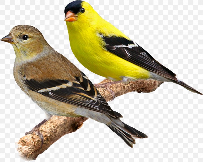 Domestic Canary Bird Eurasian Siskin Red Siskin American Goldfinch, PNG, 1347x1078px, Domestic Canary, American Goldfinch, Aviary, Beak, Bird Download Free