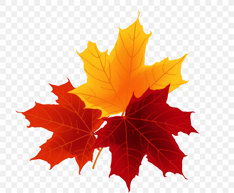 Maple Leaf, PNG, 713x678px, Maple Leaf, Abscission, Autumn, Autumn Leaf Color, Autumn Maple Leaf Download Free