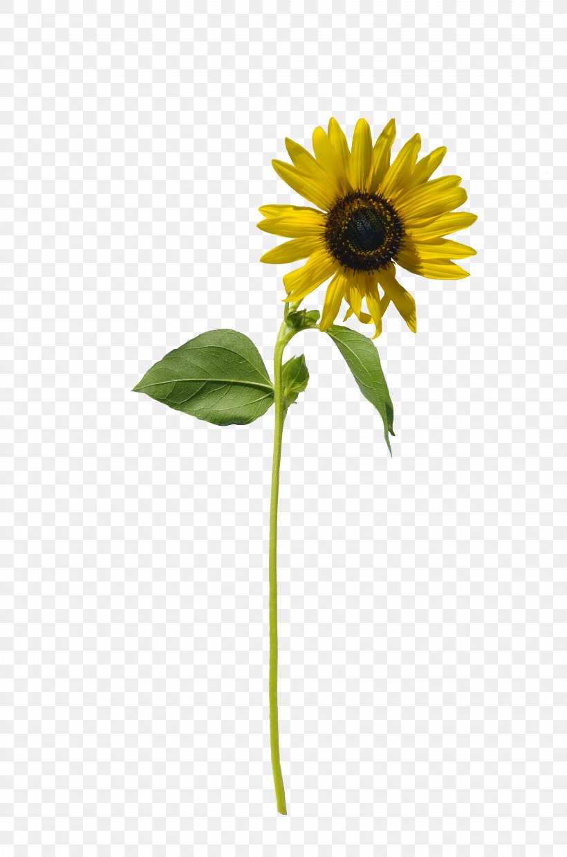Common Sunflower Stock Photography, PNG, 3264x4928px, Common Sunflower, Art, Cut Flowers, Daisy Family, Deviantart Download Free