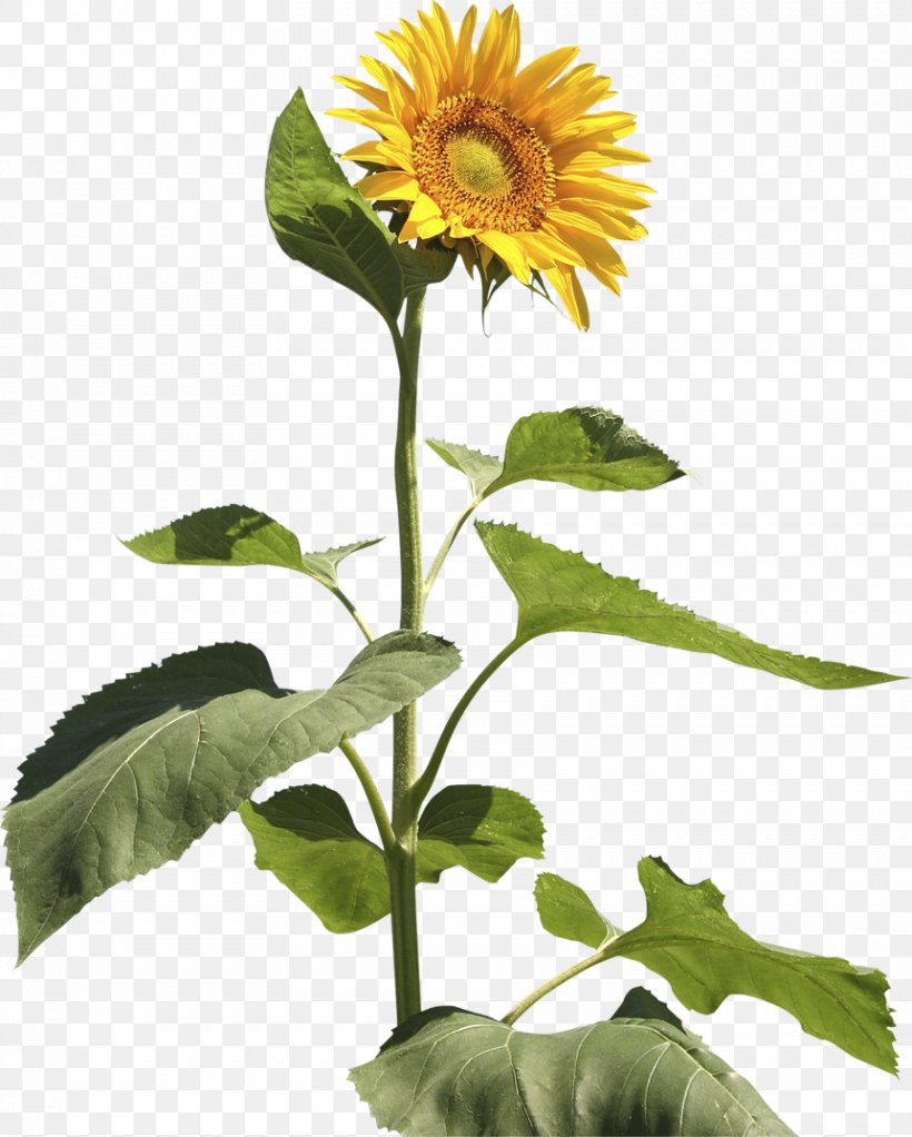 Common Sunflower Sunflower Seed Annual Plant Plant Stem, PNG, 861x1074px, Common Sunflower, Annual Plant, Asterales, Daisy Family, Flower Download Free
