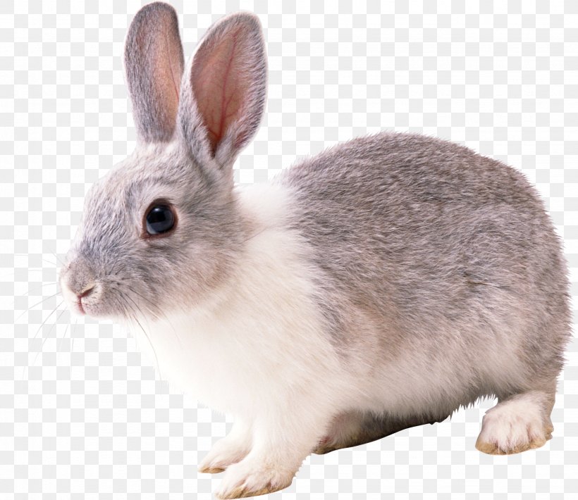 Domestic Rabbit European Rabbit Hare, PNG, 2046x1773px, Domestic Rabbit, Animal, Easter Bunny, European Rabbit, Fauna Download Free