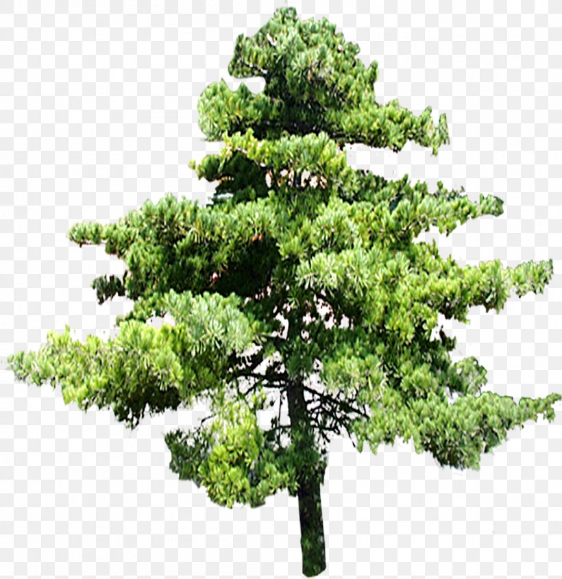 Tree Clip Art, PNG, 1053x1086px, Tree, Animation, Branch, Computer Software, Conifer Download Free