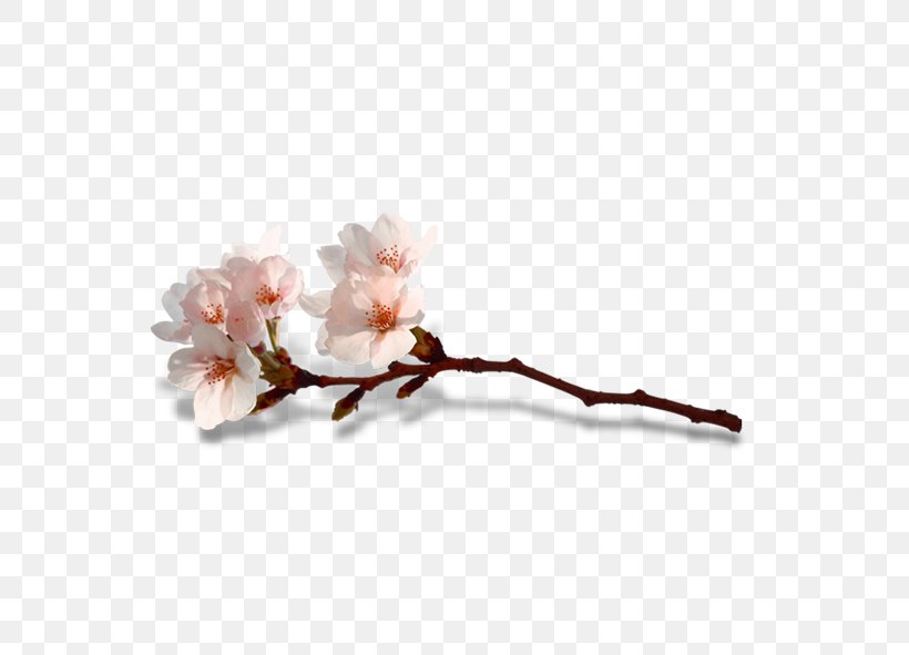 Blossom Flower Computer File, PNG, 591x591px, Blossom, Branch, Cherry Blossom, Flower, Google Images Download Free