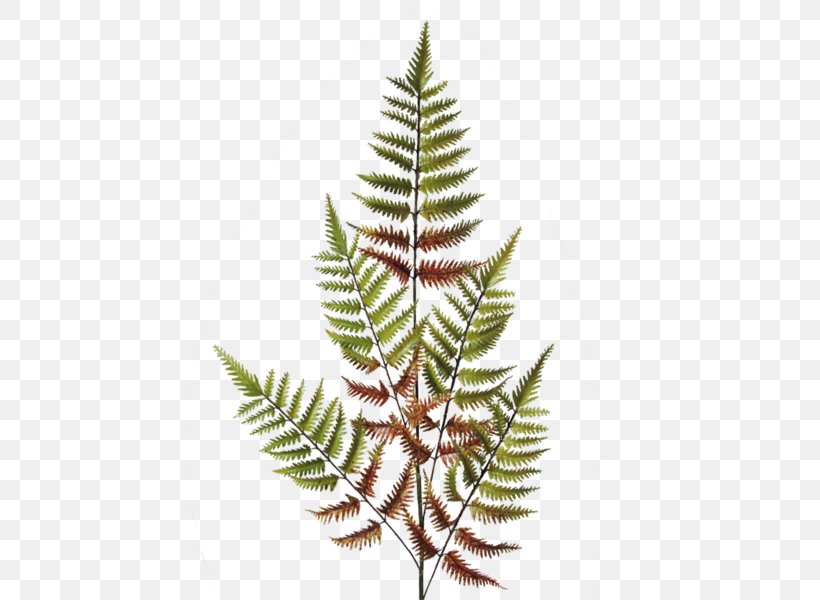 Fern Flower Dryopteris Erythrosora Vascular Plant, PNG, 600x600px, Fern, Berber Carpet, Color, Conifer, Conifers Download Free